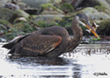 Ardea herodias